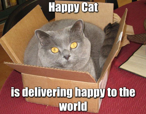 Happy cat is delivering happy to the world